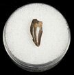 Partial Dromaeosaur (Raptor) Tooth - Montana #4441-1